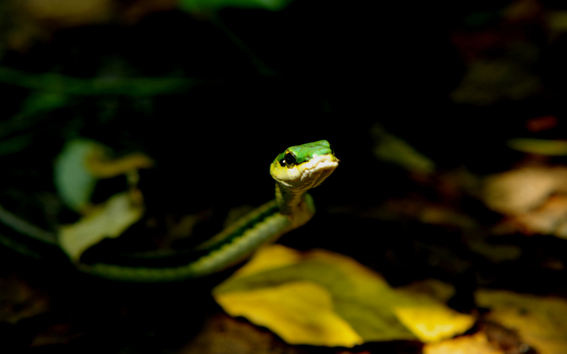 Leptophis mexicanus. Bejuquillo, lora falsa bronceada