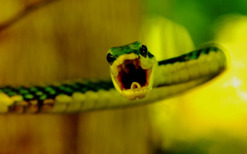 Leptophis mexicanus. Bejuquillo, lora falsa bronceada