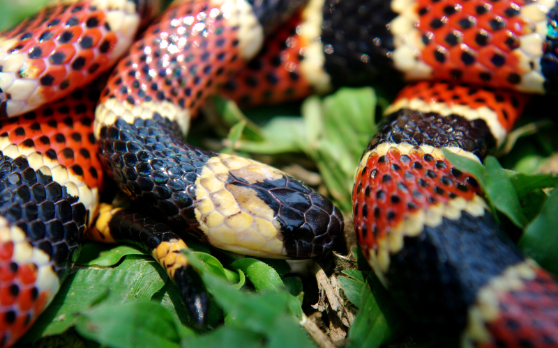 Micrurus alleni. Coral gigante de agua
