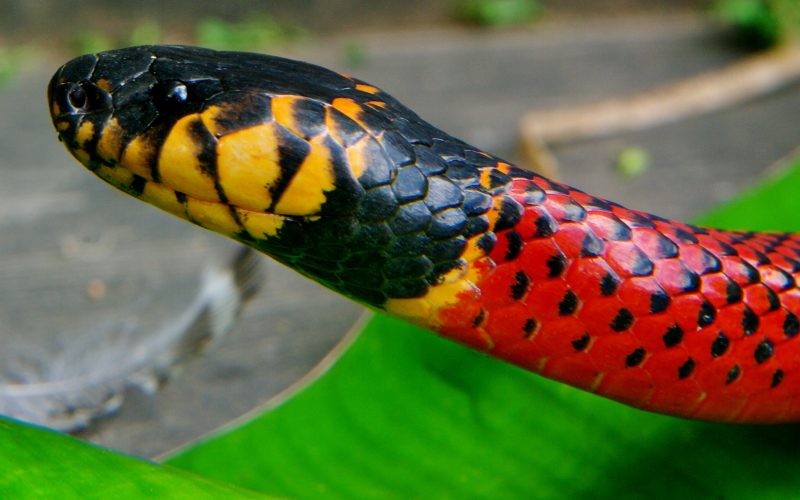 Micrurus clarki. Coral de labios manchados