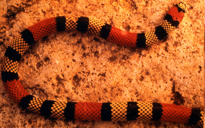 Micrurus frontalis. 