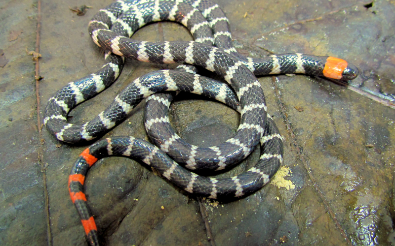 Micrurus mipartitus. Coral gargantilla. Autor Alejandro Solorzano