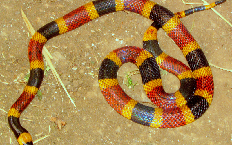 Micrurus mosquitensis. Photo by Alejandro Solorzano