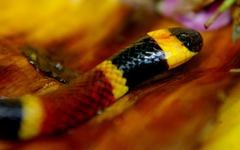 Micrurus mosquitensis. Coral costarricense.