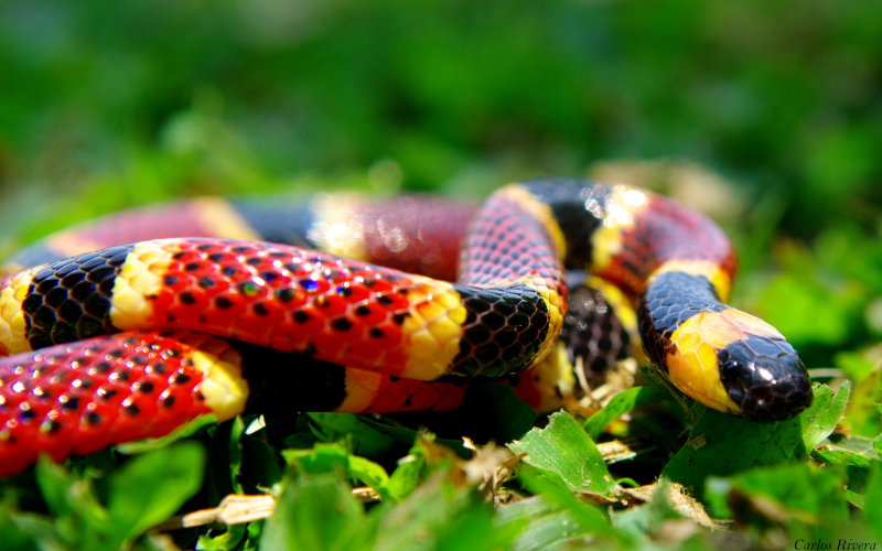 Micrurus mosquitensis. Coral costarricense.