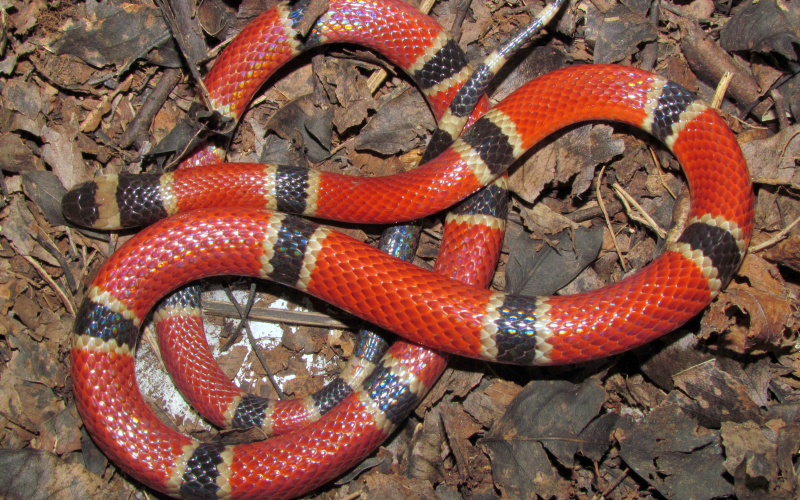 Micrurus nigrocinctus. Coralillo, coral macho. Autor Alejandro Solorzano