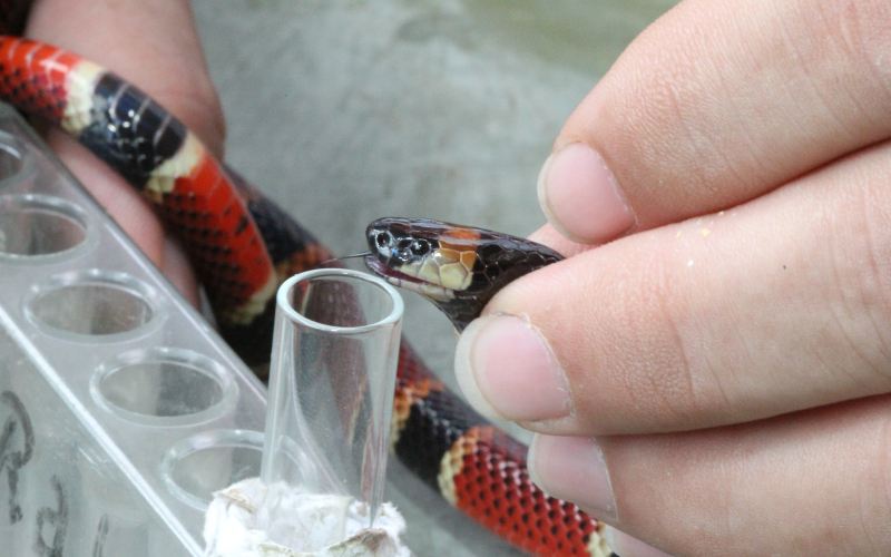 Micrurus nigrocinctus. CAnimal in a process of extraction of poison.