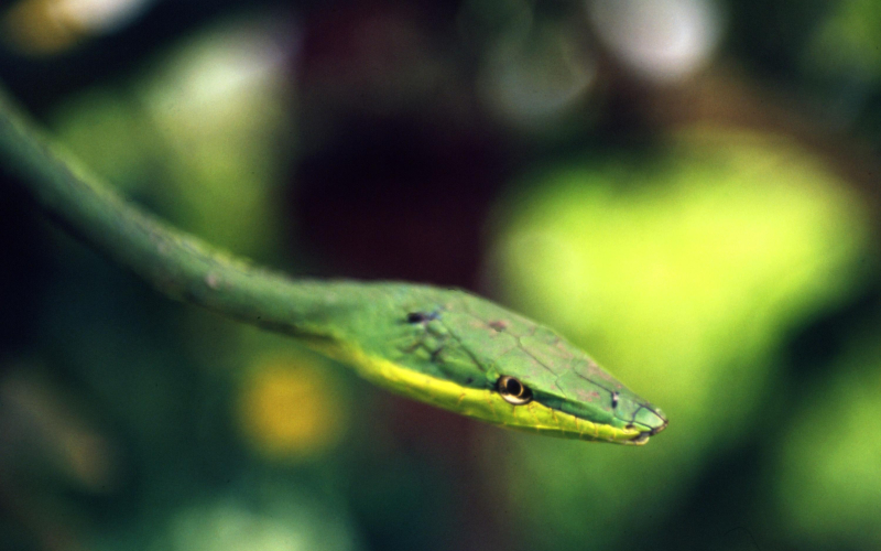 Oxybelis fulgidus. Bejuquillo verde.