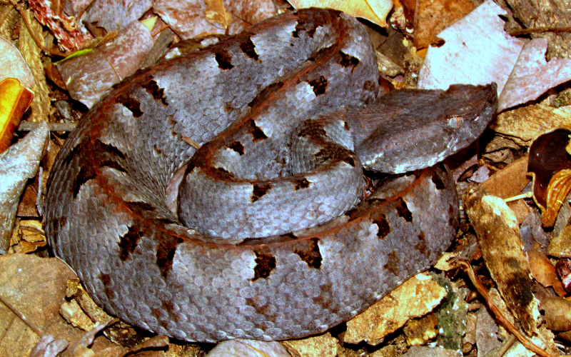 Porthidium nasutum. Photo by Alejandro Solorzano