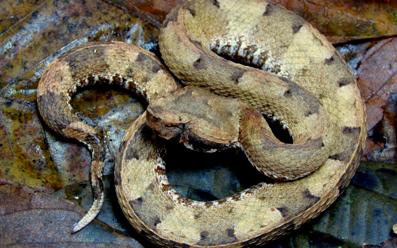 Porthidium porrasi. Photo by Alejandro Solorzano