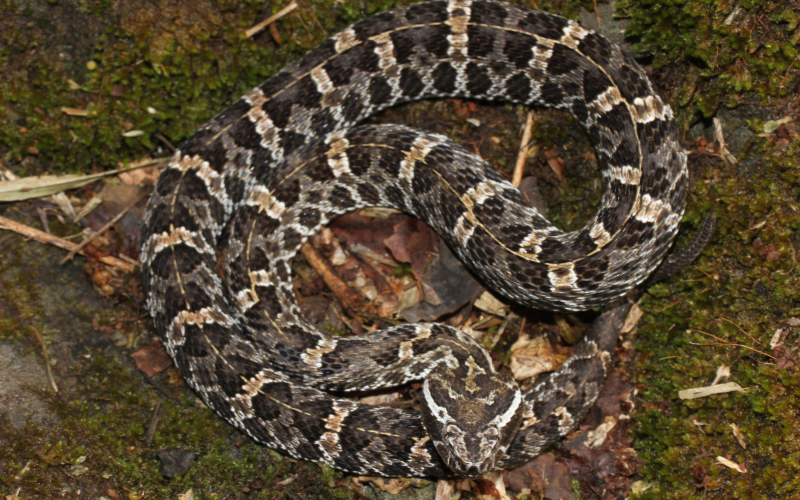 Porthidium volcanicum. Toboba chinga costarricense, toboba chinga del General