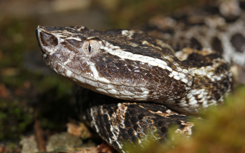 Porthidium volcanicum. Toboba chinga costarricense.