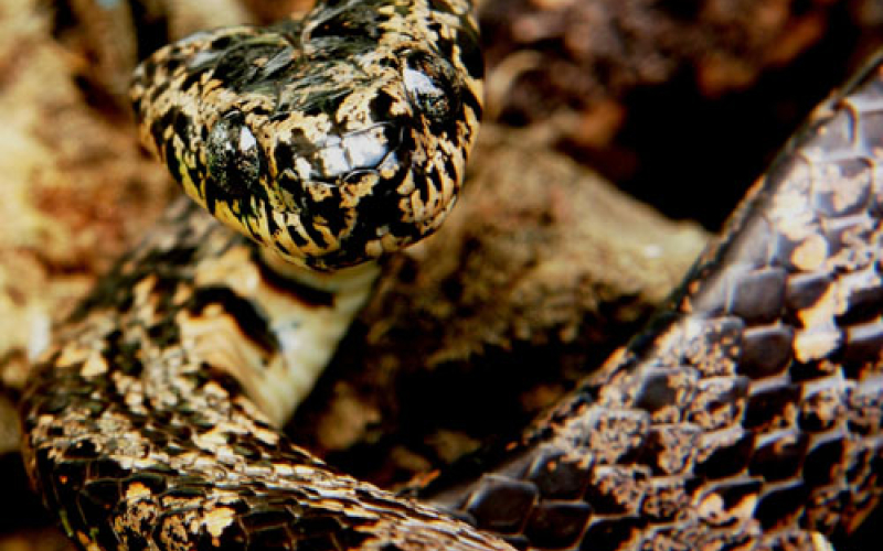 Sibón nebulatus. Caracolera común