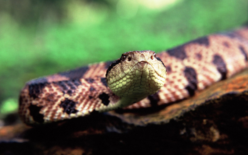 Cerrophidion sasai. Photo by Alejandro Solorzano