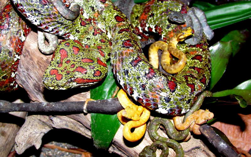 Crotalus pifanorum. cascabel. It lives in the South America.