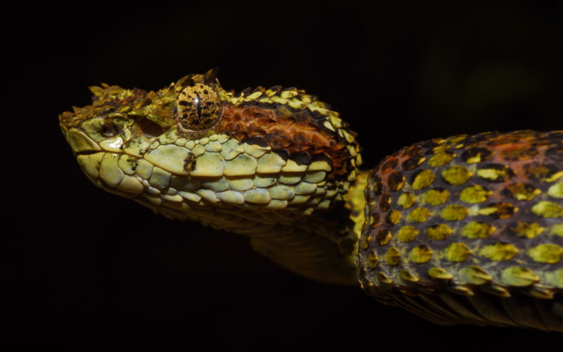 Bothriechis supraciliaris. Bocaracá manchada