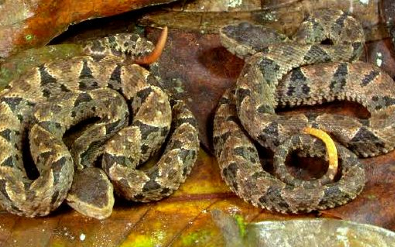 Crotalus adamanteus. It lives in the United States.