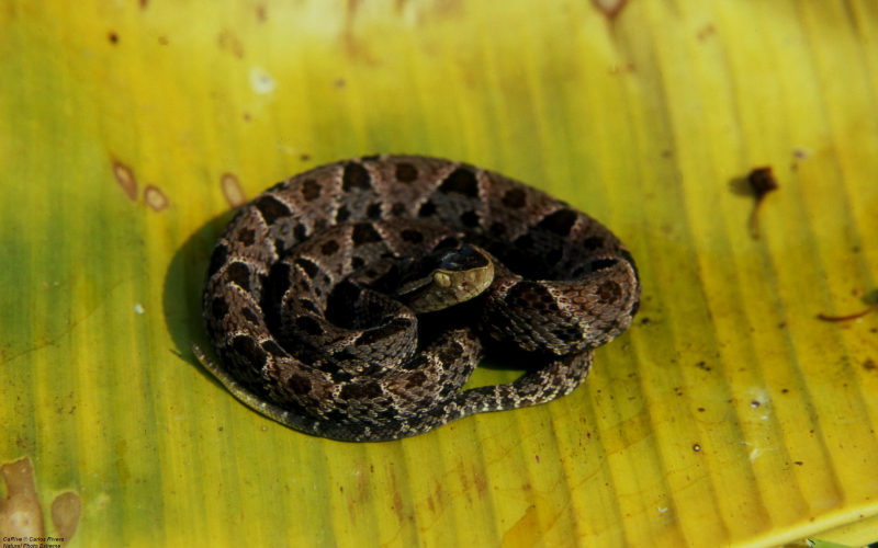 Bothrops asper. Terciopelo, barba amarilla, equis, tiznada.