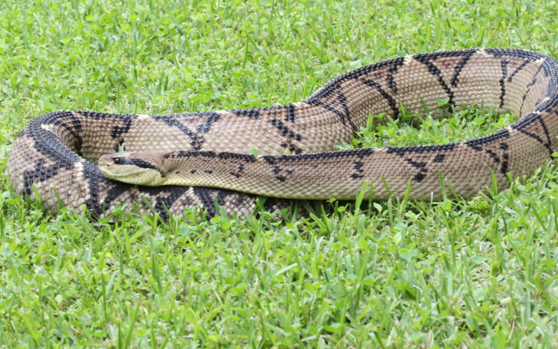 Lachesis stenophrys. Matabuey