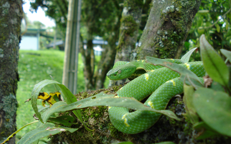 Bothriechis lateralis, side-striped palm viper