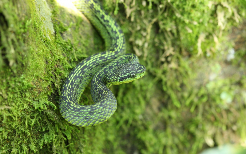 Bothriechis nigroviridis, black-speckled palm-pit viper