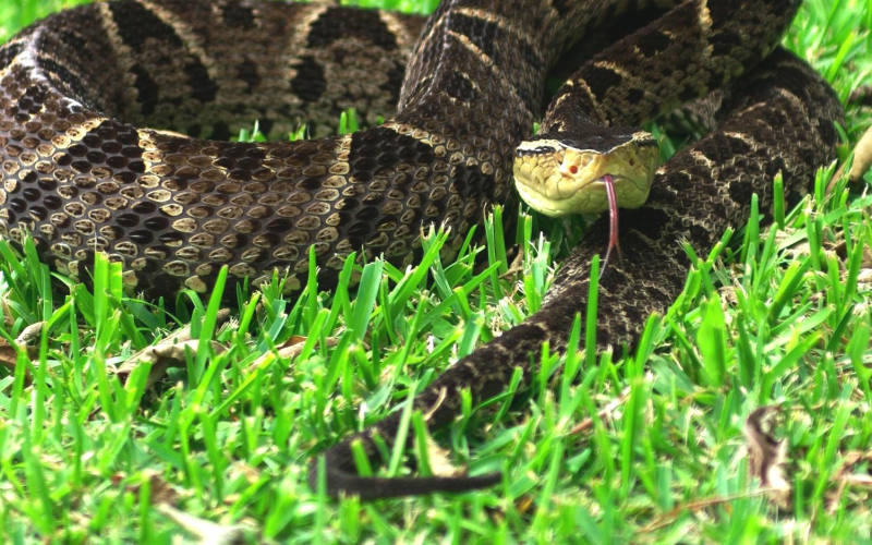 Bothrops asper.