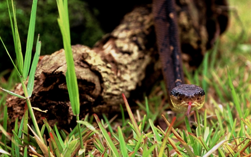 Lachesis stenophrys.