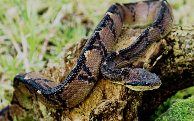 Lachesis stenophrys.