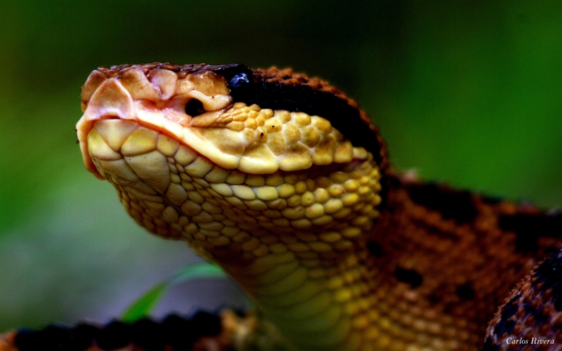 Lachesis stenophrys.