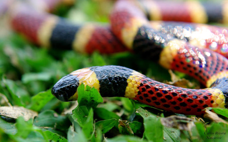 Micrurus mosquitensis.