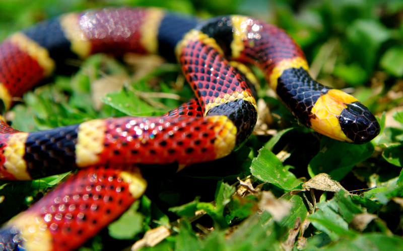 Micrurus mosquitensis.