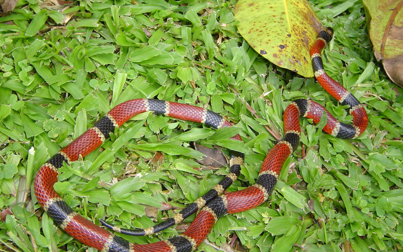 Micrurus nigrocinctus