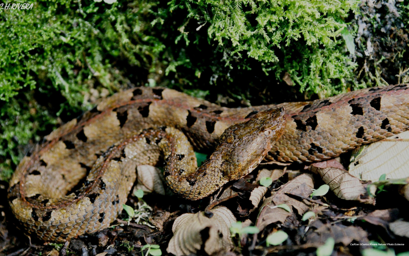 Porthidium nasutum.