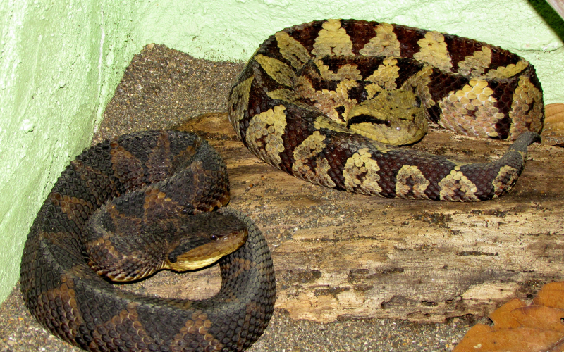 Atropoides mexicanus, photo by Alejandro Solorzano