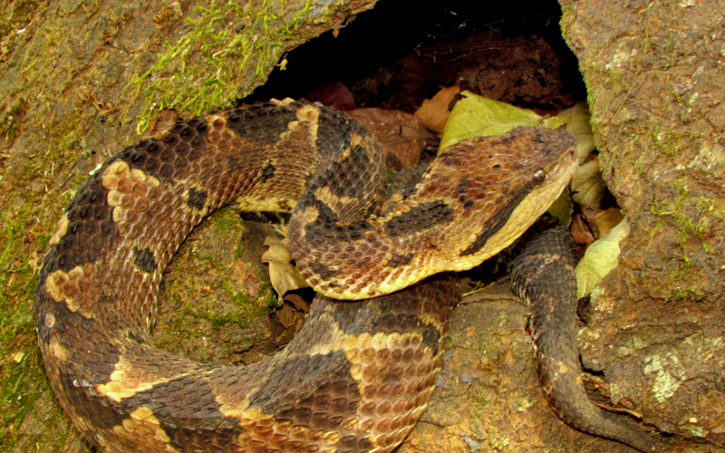 Atropoides mexicanus, photo by Alejandro Solorzano