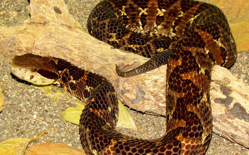 Atropoides picadoi, photo by Alejandro Solorzano