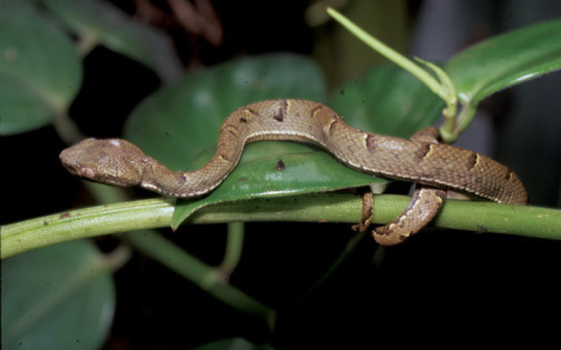 Bothriechis lateralis, photo by Alejandro Solorzano