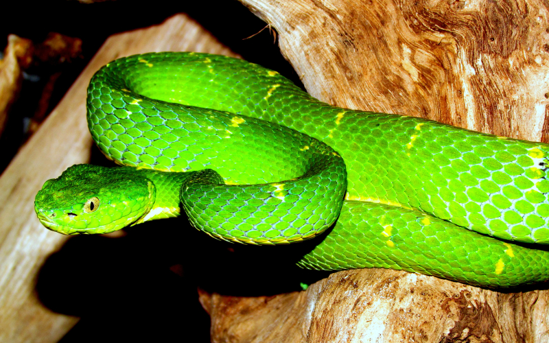 Bothriechis lateralis, foto por Alejandro Solorzano