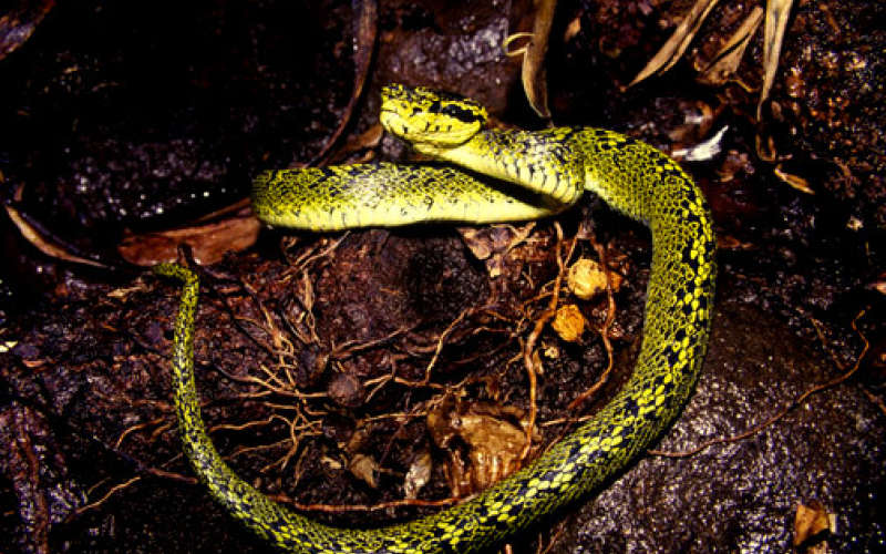 Bothriechis nigroviridis, photo by Alejandro Solorzano