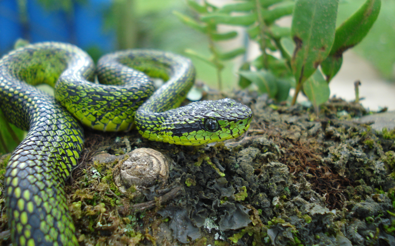 Bothriechis nigroviridis, foto por  Aaron Gómez