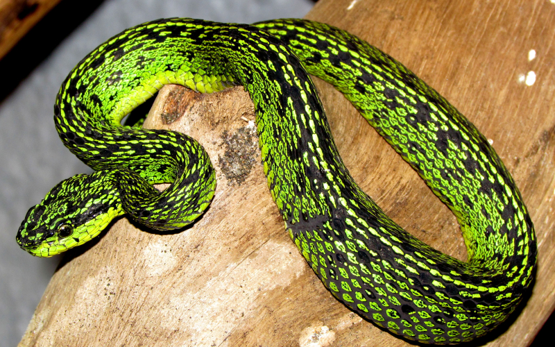 Bothriechis nubestris, foto por Alejandro Solorzano