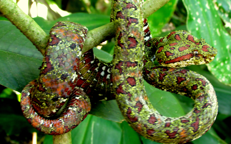 Bothriechis schlegelii, foto por Alejandro Solorzano