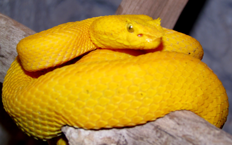 Bothriechis schlegelii, foto por Alejandro Solorzano