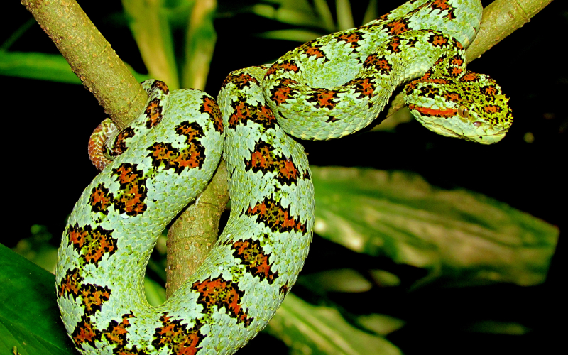 Bothriechis supraciliaris, foto por Alejandro Solorzano