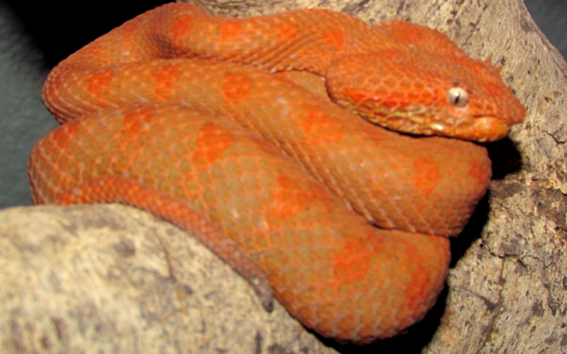 Bothriechis supraciliaris, foto por Alejandro Solorzano