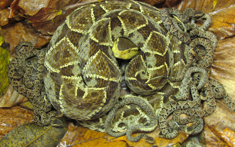 Bothrops asper, photo by Alejandro Solorzano