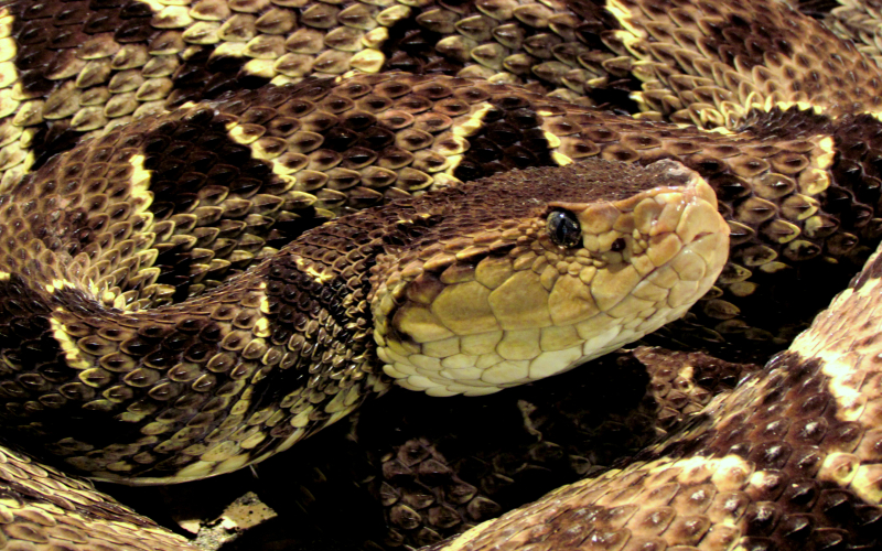 Bothrops asper, photo by Alejandro Solorzano