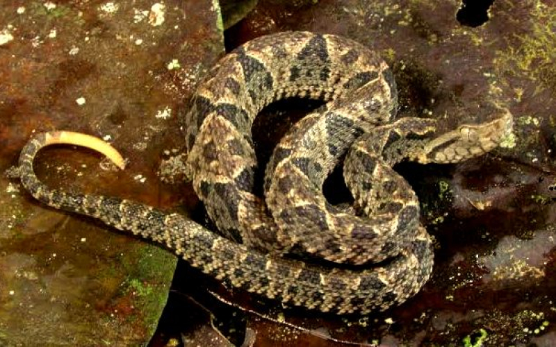 Bothrops asper, photo by Alejandro Solorzano