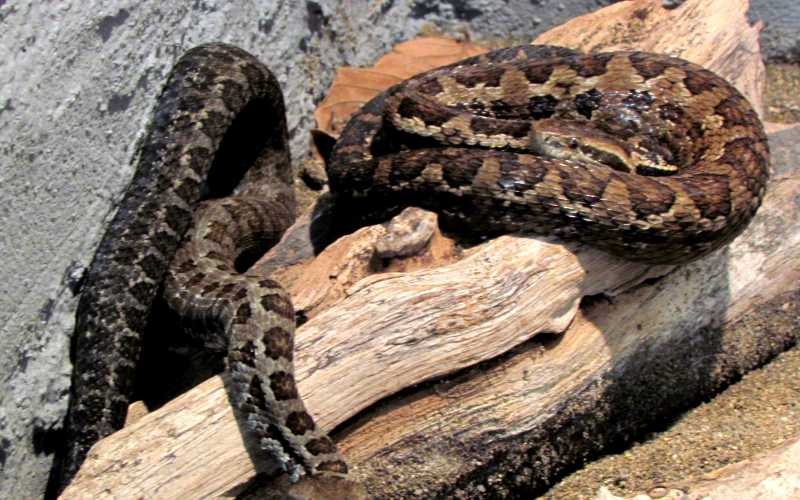 Cerrophidion sasai, foto por Alejandro Solorzano