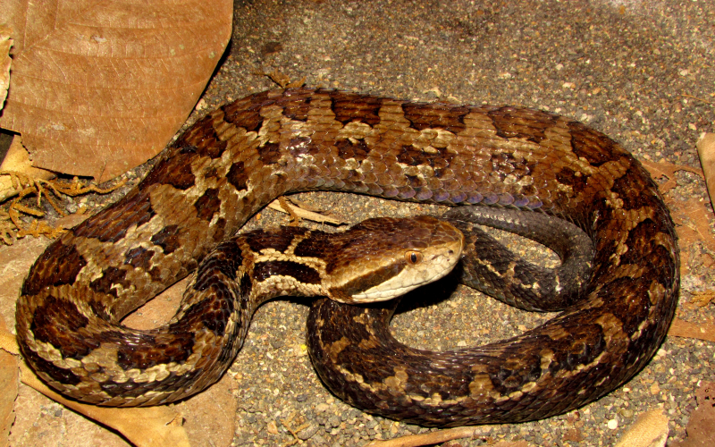 Cerrophidion sasai, foto por Alejandro Solorzano